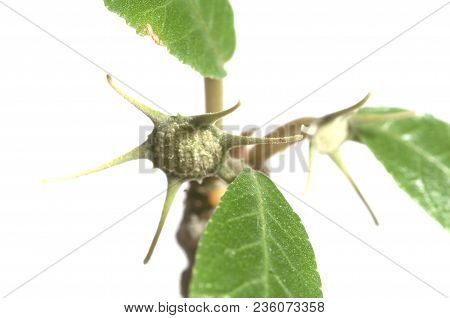 Dorstenia Foetida Flowering, Close Up Shot, Local Focus