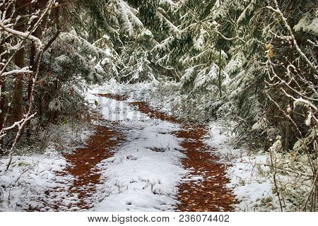 Forest Roads And Trails In Beginning Of Winter