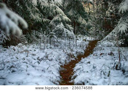 Forest Roads And Trails In Beginning Of Winter