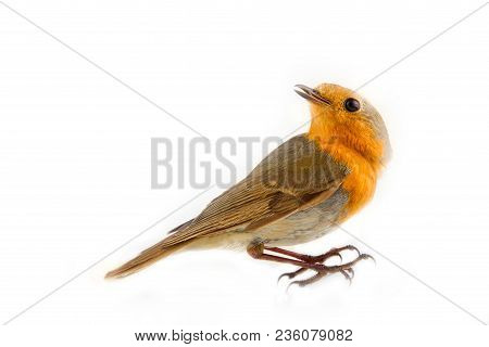 Robin (redbreast, Erithacus Rubecula) On White Background