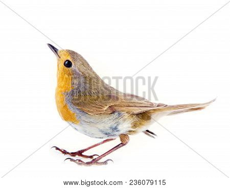 Robin (erithacus Rubecola)