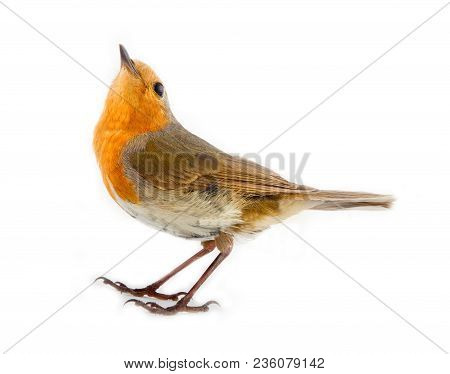 Robin (redbreast, Erithacus Rubecula) On White Background