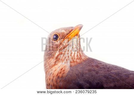 Merle (turdus Merula) Leads Hidden Life