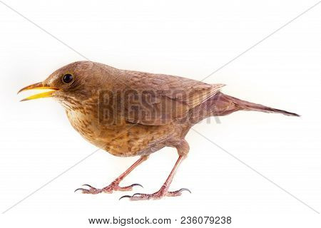 Merle (turdus Merula) Leads Hidden Life