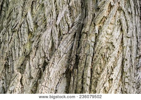 Close-up Of The Detailed Tree Bark Of An Old Caucasian Wingnut Tree In Spring. View To The Tree Bark