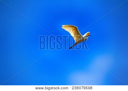 Great Egret (egretta Alba) In Flight