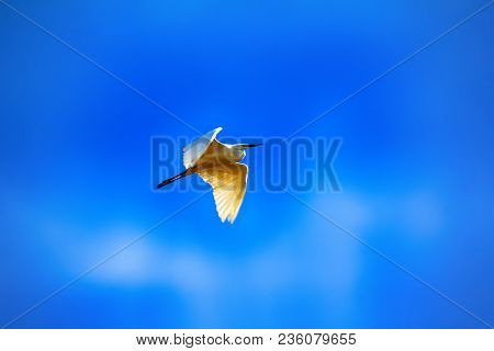 Great Egret (egretta Alba) In Flight