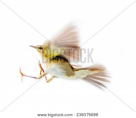 Willow Warbler (willow Wren, Phylloscopus Trochilus), On White Background