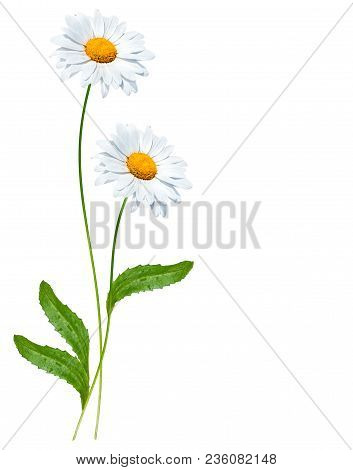 Daisies Summer White Flower Isolated On White Background