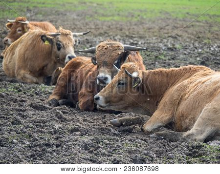 it is spring time in the german muensterland