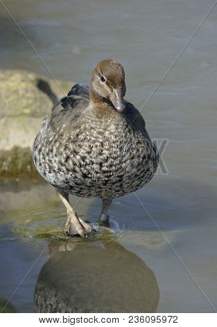 Australian Wood Duck - Chenonetta Jubata 
Female