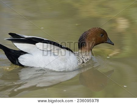 Australian Wood Duck - Chenonetta Jubata 
Male