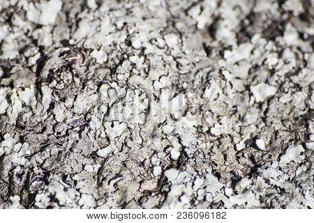 Rock Full Of Lichens In A Screen Background