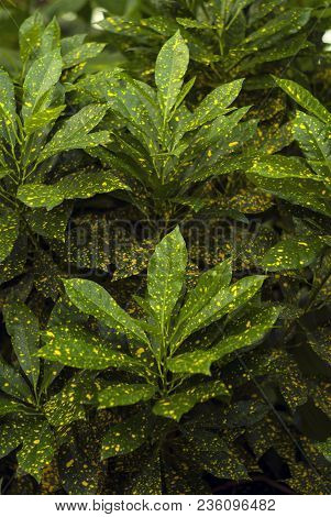 Floral Background - Green In Gold Speckls Leaves Of Gold Dust Croton (codiaeum Variegatum, Garden Cr