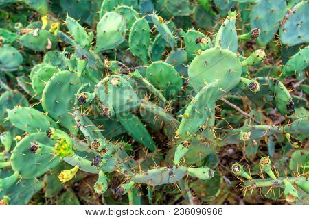 Close Uo Cactus Of Opuntia Genus Growing Outside
