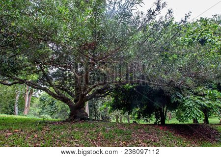 A Big Tree In Royal Gardens Of Peradenia Near Kandy, Sri Lanka