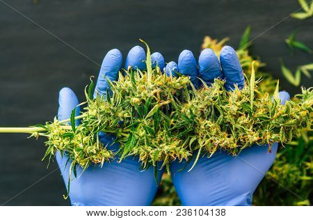 A Large Bud Of Fresh Cannabis Harvest In The Hands Of A Male Grover Concepts Of Cultivating Medical 