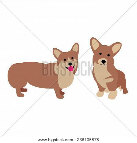 Two Little Cute Corgis Stay Together In Front