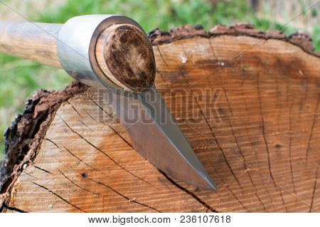 A Top View Of A Tomahawk In A Tree Stump.