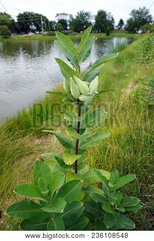 The Seed Pods Of A Common Milkweed Plant (asclepias Syriaca) Near A Small Lake In Joliet, Illinois, 