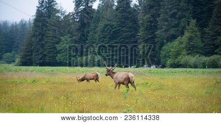 Wild Elk In Redwood National Park, California