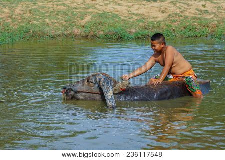Singburi, Thailand - May 19, 2013: Cattleboy Without Shirt Bathing Buffalo In Rural Swamp In Singbur
