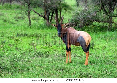 Image Of Of A Common Tsessebe Or Damaliscus Lunatus Lunatus In Ngorongoro National Park In Tanzania