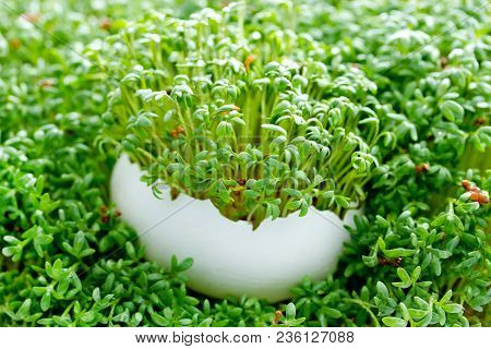 Green Cress Salad Watercress Microgreens Leaves Close Up