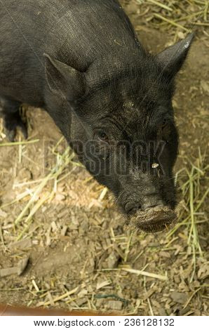 The Black Pig. Black Grunt. An Evil Malicious Look. Evil Face.