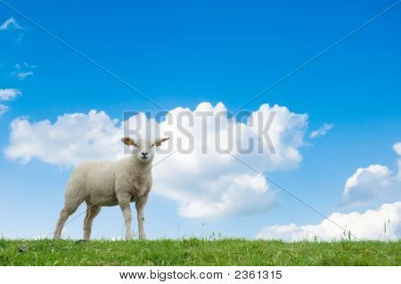 Agnello carino