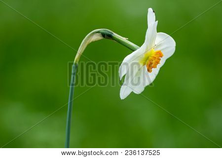 Close-up of a beautiful white Daffodil Flower in Spring.
View of a flowering Daffodils in the Morning Light. 
White Growing Daffodil on natural green Background.