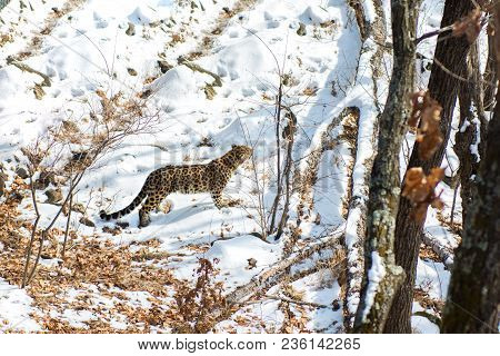 Seaside Leopard, Aggressive Animal Walks On Snowy Ground, Big Beautiful Striped Leopard. Winter