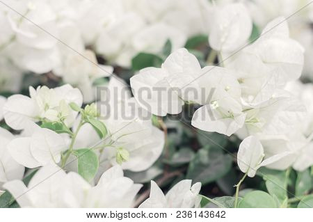 Background With White Bougainvillea Flowers. Beautiful White Flowers And Green Leaves, Selective Foc