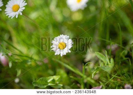 Closeup On S Single Daisy Flower In My Garden