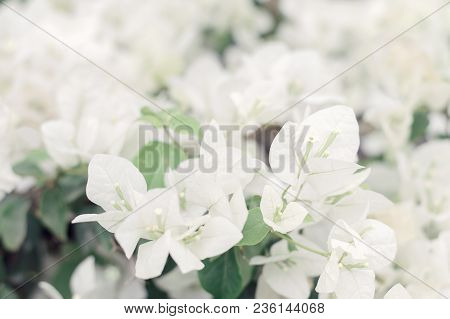White Bougainvillea Flowers During Blooming Period. Beautiful White Flowers
