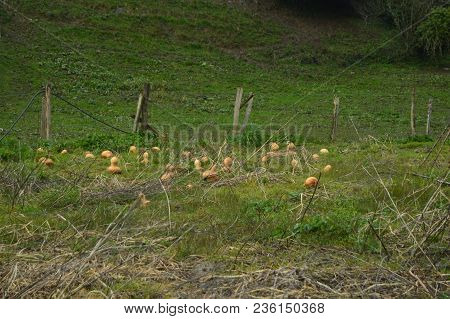 Ecological Pumpkins Orchard In The Gorbeia Natural Park. Vegetables Nature Landscapes. March 26, 201