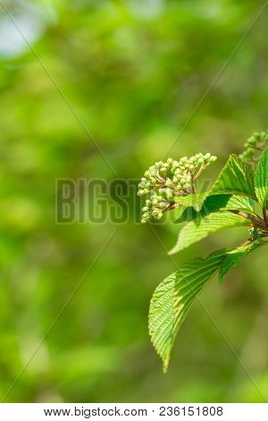 Close-up of green Leaves and blooming Buds of a Canadian Snowball (Viburnum lentago) Tree in Spring. View to green Buds and Leaves of a Snowball Viburnums Tree in Spring. Nature Backgrounds.