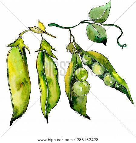 Pea Sed Wild Vegetables In A Watercolor Style Isolated. Full Name Of The Vegetables: Pea Sed. Aquare
