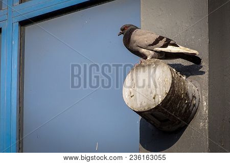 Rock Pigeon Standing Near Of Building Glass Panel In Rooftop Loft In Labuan,malaysia.rock Pigeons Cr