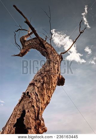 A Single Tree At Dusk In The Nourlangie Badlands, Kakadu National Park