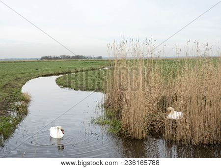 Swan On Nest In Reed And Other One Garding In Eempolder Near Amersfoort In The Netherlands