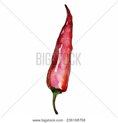 Pepper Wild Vegetables In A Watercolor Style Isolated. Full Name Of The Vegetables: Pepper . Aquarel