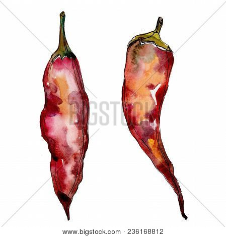 Pepper Wild Vegetables In A Watercolor Style Isolated. Full Name Of The Vegetables: Pepper . Aquarel