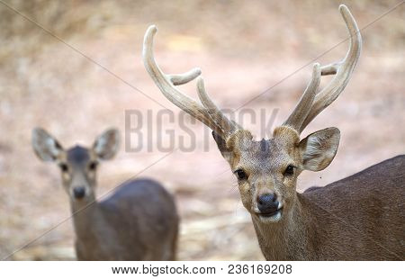 Hog Deer (hyelaphus Porcinus)