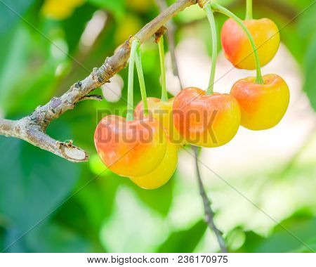 Rainier Cherries Hanging On Branch Harvest Season At Yakima Valley, Washington, Usa