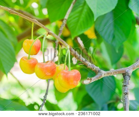 Rainier Cherries Hanging On Branch Harvest Season At Yakima Valley, Washington, Usa