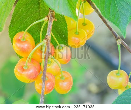 Rainier Cherries Hanging On Branch Harvest Season At Yakima Valley, Washington, Usa