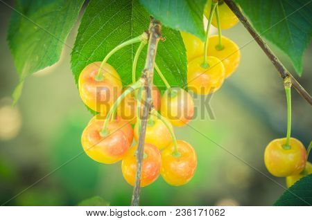 Rainier Cherries Hanging On Branch Harvest Season At Yakima Valley, Washington, Usa