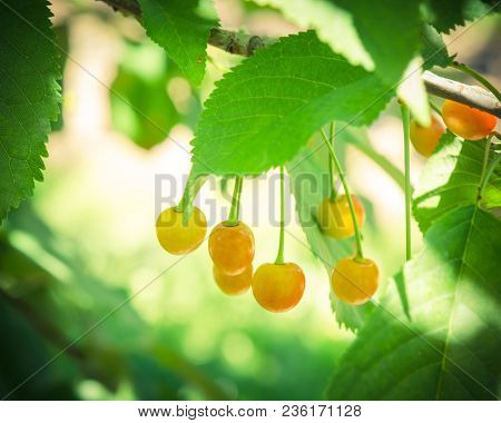 Rainier Cherries Hanging On Branch Harvest Season At Yakima Valley, Washington, Usa
