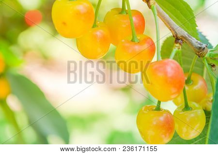Rainier Cherries Hanging On Branch Harvest Season At Yakima Valley, Washington, Usa